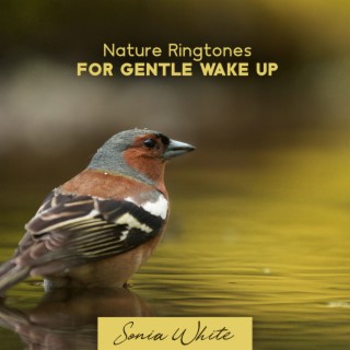 Nature Ringtones for Gentle Wake Up: Calming Water, Singing Birds & Rain