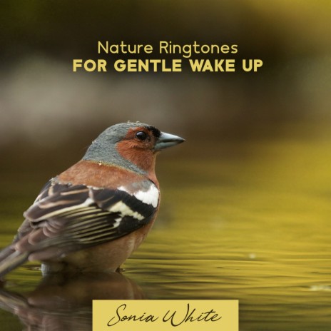 Morning Nature Ringtones ft. Sound Therapy Masters | Boomplay Music