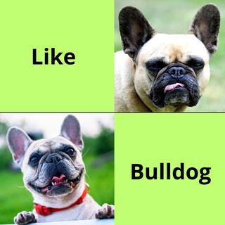 Like Bulldog