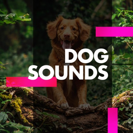 Dog Sounds (Original Mix) | Boomplay Music