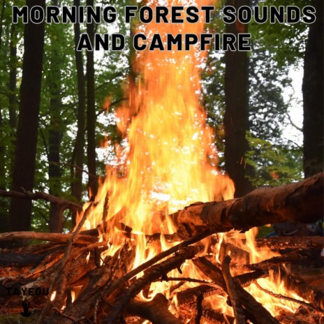 Morning Forest Sounds and Campfire Birds Chirping Singing Flies 1 Hour Relaxing Ambience Yoga Nature Meditation Sounds For Sleeping Relaxation or Studying