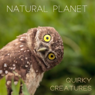 Natural Planet: Quirky Creatures