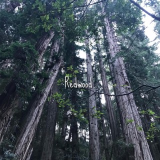 Redwood