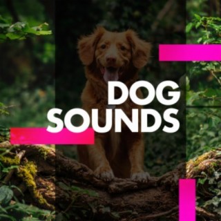 Dog Sounds