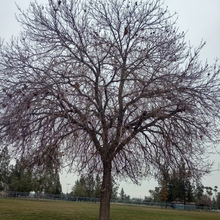 Naked trees