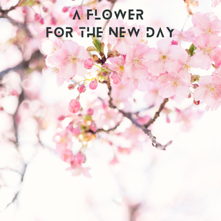 A Flower For The New Day