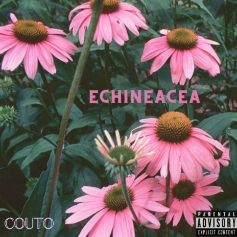 Echinacea | Boomplay Music