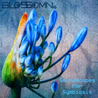 Blossomn