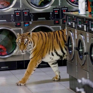 tiger laundry