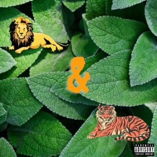 Lions &Tigers