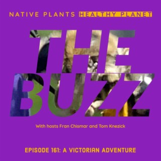 The Buzz - A Victorian Adventure