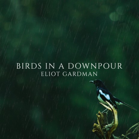 Birds in a Downpour | Boomplay Music