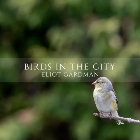 Birds in the City