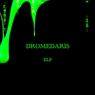 Dromedaris