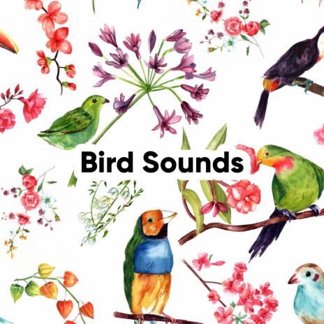 Joyful Birdsong | Boomplay Music