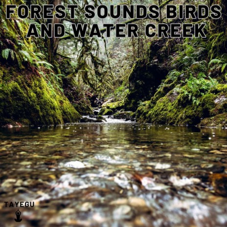 Forest Sounds Birds and Water Creek Stream River Camping Flies 1 Hour Relaxing Nature Ambient Yoga Meditation Sounds For Sleeping Relaxation or Studying