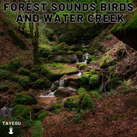 Forest Sounds Birds and Water Creek Stream River Camping 1 Hour Relaxing Nature Ambient Yoga Meditation Sounds For Sleeping Relaxation or Studying