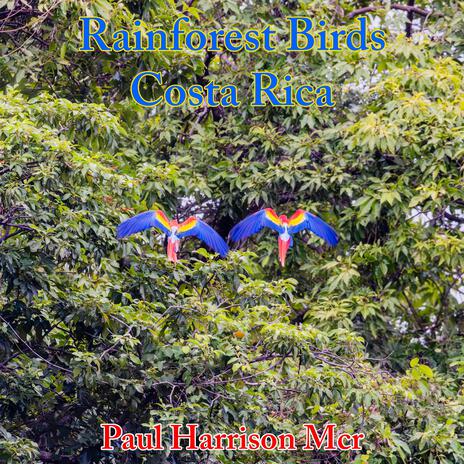 Rainforest Birds