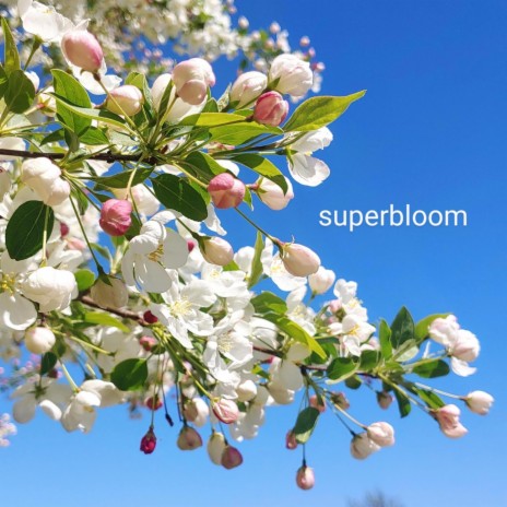 superbloom | Boomplay Music