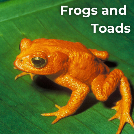 Frogs At The Lake ft. Worldwide Nature Studios, Seasons Of Nature, Drakir Nature, The Nature Songs & Wildlife Recordings