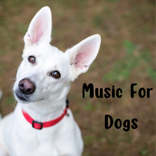 Music For Dogs