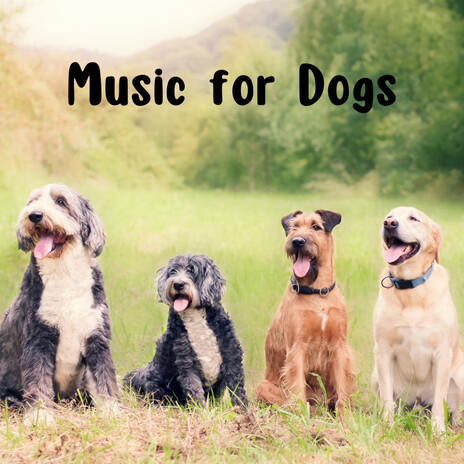 Dreamy Night ft. Music For Dogs Peace, Relaxing Puppy Music & Calm Pets Music Academy | Boomplay Music