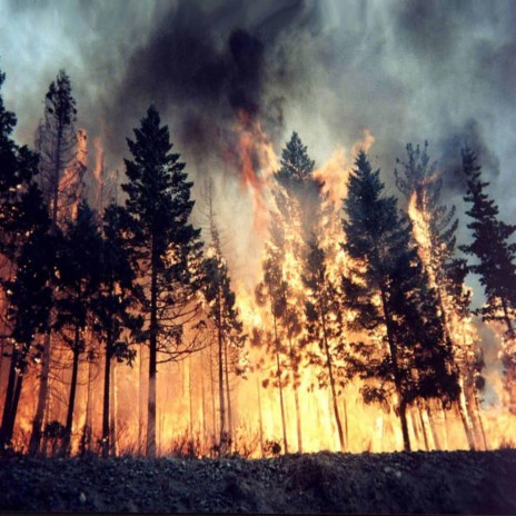 The Fire Smoke n Trees EMOJI