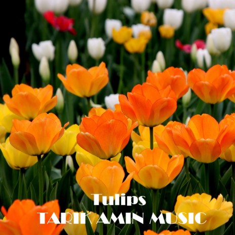 Tulips | Boomplay Music