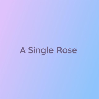 A Single Rose