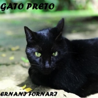 Gato Preto