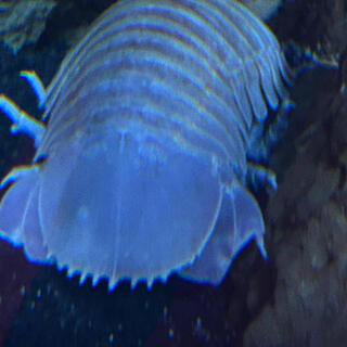 Isopod in my lunchbox