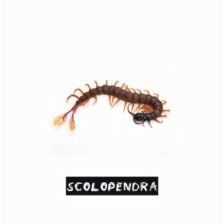 Scolopendra