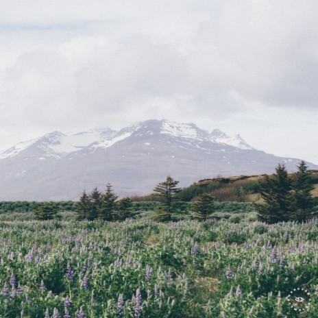 Lavender ft. Yogic Beats & Jean-Loup Siaut