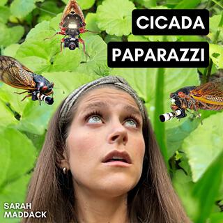 Cicada Paparazzi