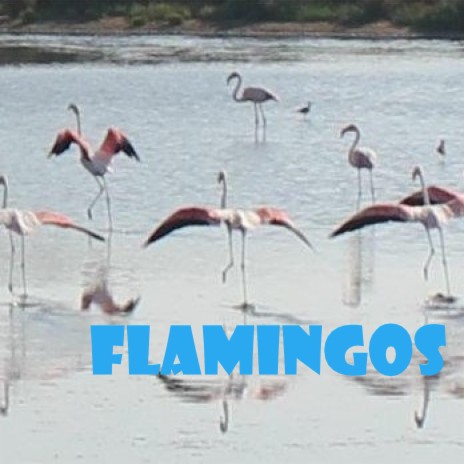 Flamingos