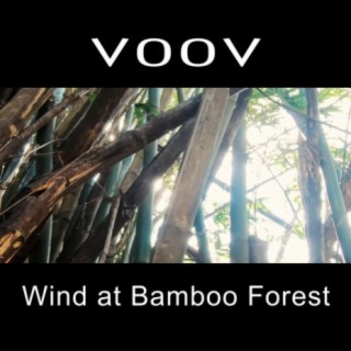 Wind at Bamboo Forest