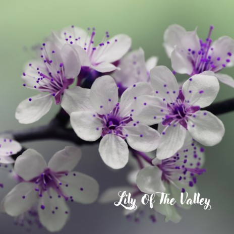 Lily Of The Valley ft. Soul Sigh | Boomplay Music
