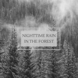 Nighttime Rain in the Forest