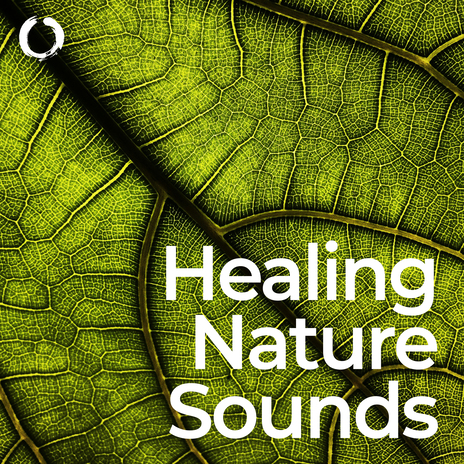 Healing Rainforest Ambience ft. Relaxing Music for Stress Relief & Buddha Chakras Reiki Healing and Morning Yoga Divine Meditation Music | Boomplay Music