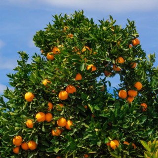 Oranges (Deluxe)