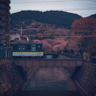 sakura without flowers