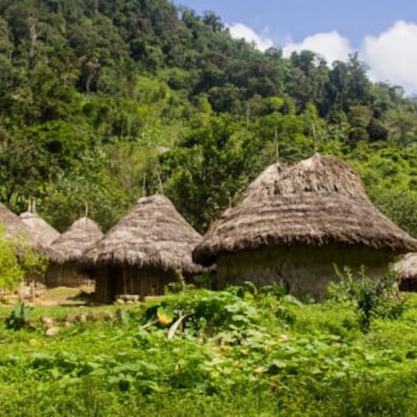 El llamado de la Selva