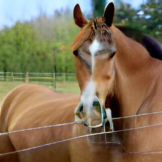 Boob Horse