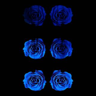 Blue Roses (in this room)