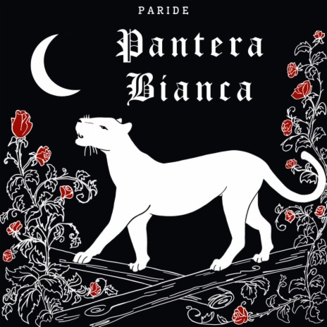 PANTERA BIANCA | Boomplay Music