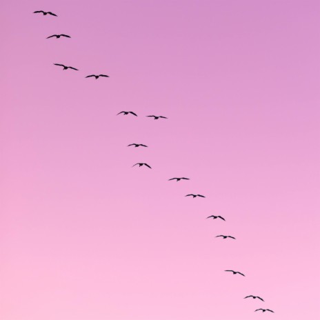 Pink Flamingos | Boomplay Music