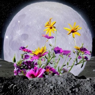 the moon lyrics | Boomplay Music