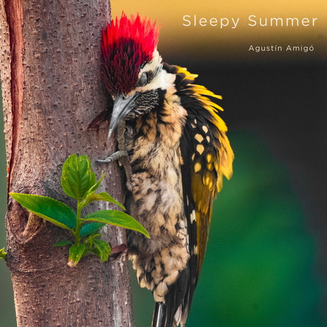 Sleepy Summer | Boomplay Music