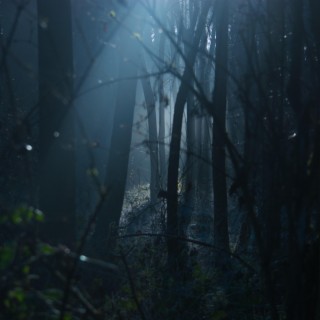 DARK FOREST