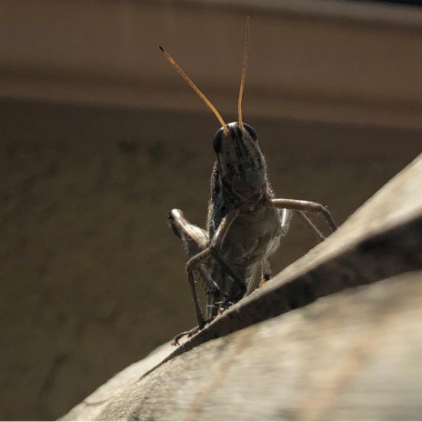 Grasshopper | Boomplay Music